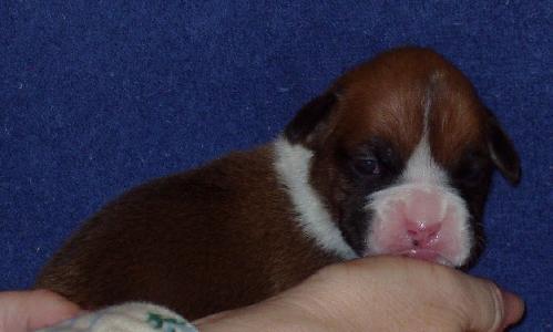 Brandi 2 weeks old 1/08/06