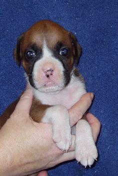 Brandi 4 weeks old 1/29/06