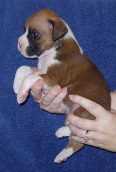 Brandi 4 weeks old 1/29/06