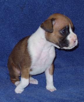 Brandi 4 weeks old 1/29/06