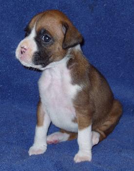 Brandi 4 weeks old 1/29/06