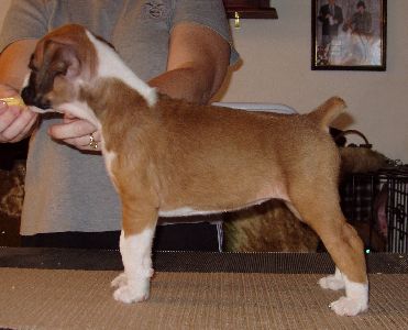 Brandi 6 weeks old 2/12/06