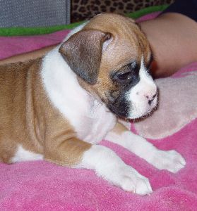 Brandi 6 weeks old 2/12/06