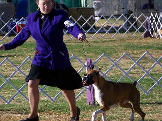 Brandi 18 months old - Winners Bitch for 1 point from Bred-By Exhibitor class