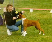 Ch Rosend's Booker T early puppy match at 4 months old with Christina Ghimenti
