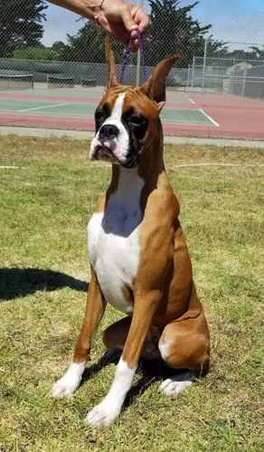 Chase at 6 months old. He has a wonderful body and showing alot of promise