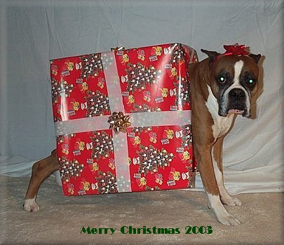 Booker T makes the perfect Christmas gift!