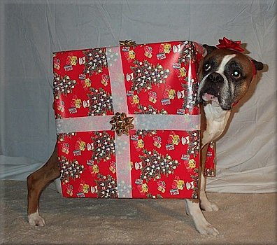 Booker T makes the perfect Christmas gift!