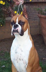 What an incredible head and muzzle