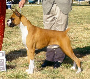 Copper has a wonderful body that is true to the Boxer breed standard.