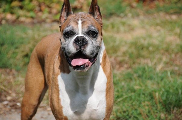 Ch Raintree's Promised Land