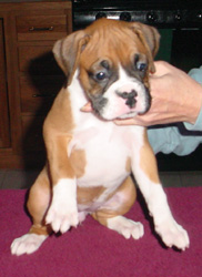 Pepper 5 weeks old 12/24/05