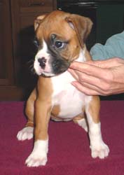 Pepper 5 weeks old 12/24/05