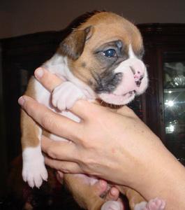 Pepper 3 weeks old 12/24/05