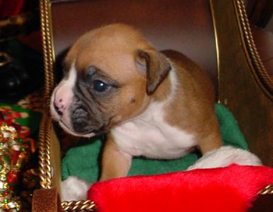 Pepper 3 weeks old 12/24/05