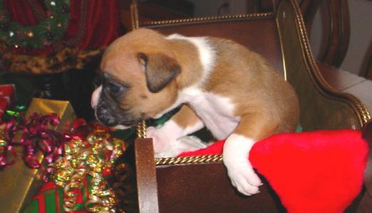 Pepper 3 weeks old 12/24/05