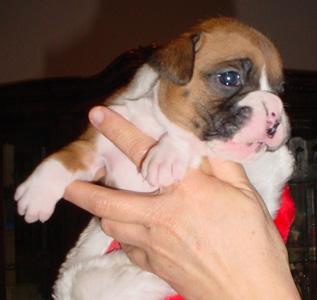 Pepper 3 weeks old 12/24/05