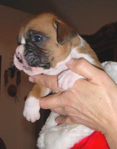 Pepper 3 weeks old 12/24/05