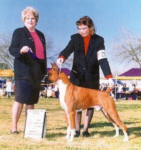 Rocky wins Winners Dog at the Kings County Kennel Club. Owner-handled by his breeder, Christina Ghimenti