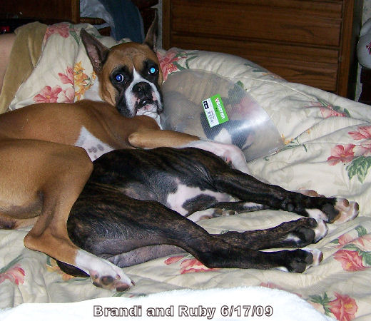 Ruby and Brandi snuggling on bed 6/17/09