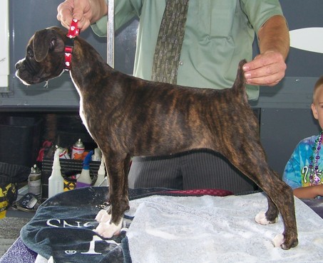 Ruby at 10 weeks old seeing how she stacks up - pretty good!