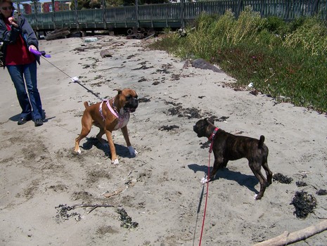 Ruby and her friend Frankee on a warm California beach day
