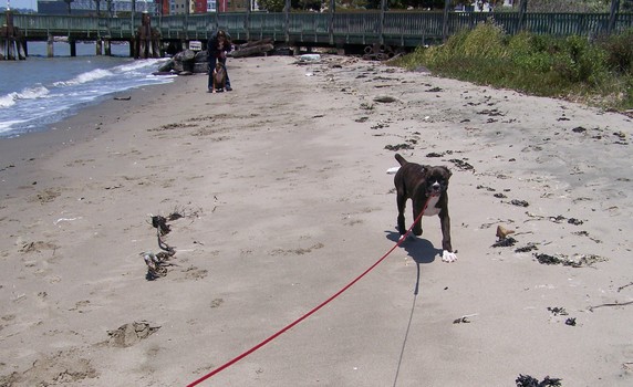 Ruby at 10 weeks old seeing how she stacks up - pretty good!