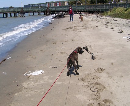 Ruby at 10 weeks old seeing how she stacks up - pretty good!