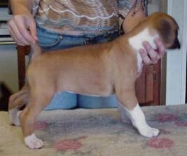 Cinnamon I've Been Seduced @ 6 weeks old = SAMSON =