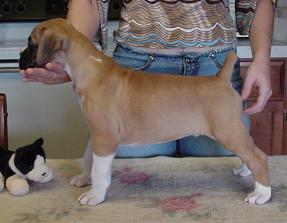 Cinnamon I've Been Seduced @ 6 weeks old = SAMSON =