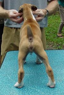 Cinnamon I've Been Seduced @ 7 weeks old = SAMSON =