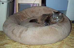 Smokey really enjoys relaxing in the Boxer dog beds