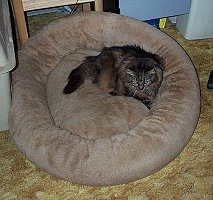 Smokey really enjoys relaxing in the Boxer dog beds
