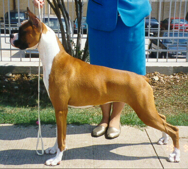 Tess at 8 months old