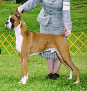 Toby 11 months old - May 25, 2008