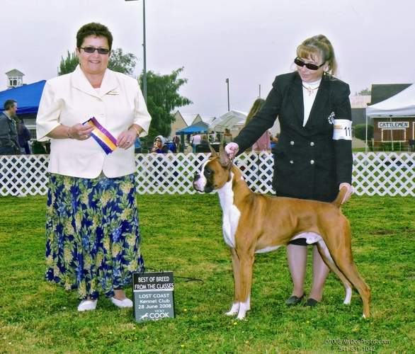 Toby goes Best of Breed for 1 point at 13 months old 6-28-08. I am in love with this handsome boy.