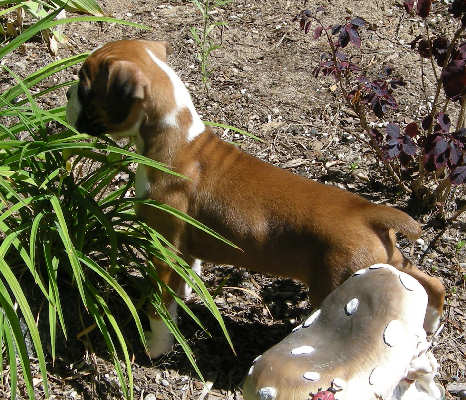 Toby 6 weeks old 7/11/07