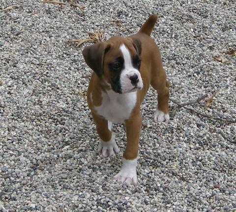 Toby 7 weeks old - July 25, 2007