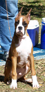 Toby wins Best of Breed at the Sacramento Valley Boxer Club annual puppy match. I am so proud of this handsome boy.