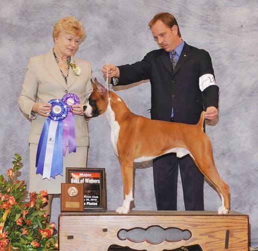 Toby wins a Specialty Major win in Oregon 1-20-10. I am in love with this handsome boy.