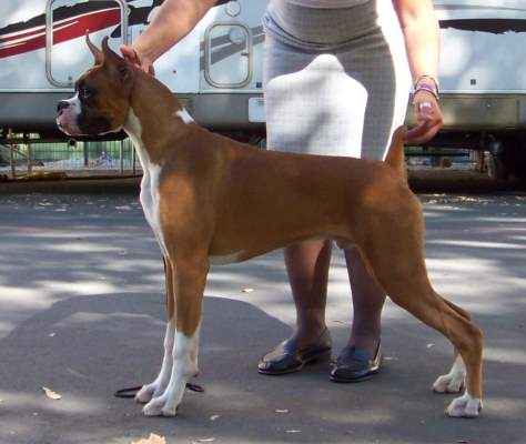 Willie B his first time in the show ring at just 6 months old