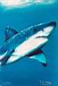 shark0489.jpg