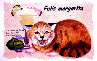 Felis Margarita