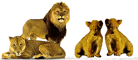 lion family
