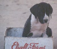 pup in box