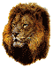 small lion
