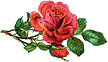 rose jpg