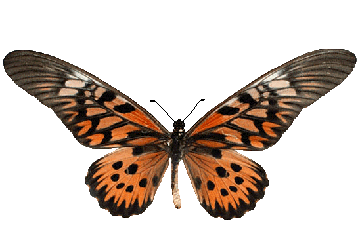Animated Butterfly gif
