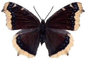 Animated Butterfly gif