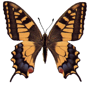 Animated Butterfly gif